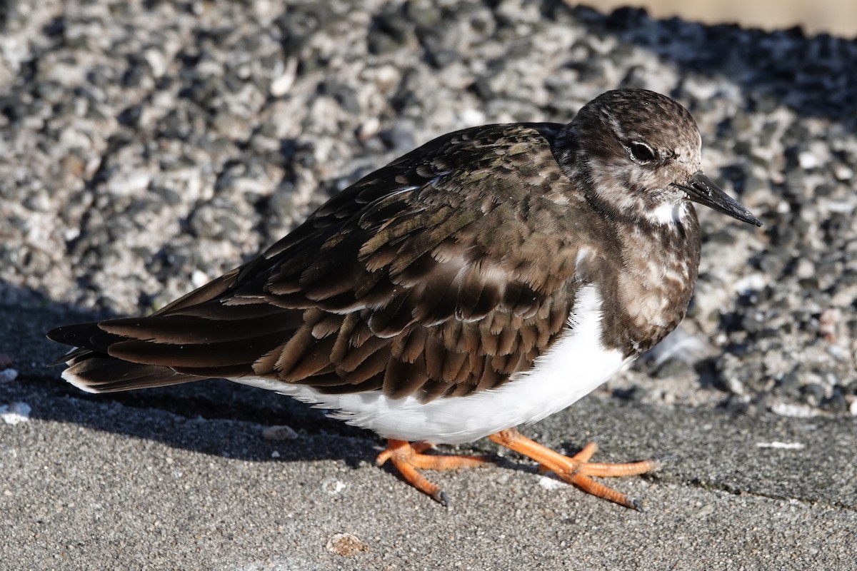 Ruddy Turnstone - ML631586509