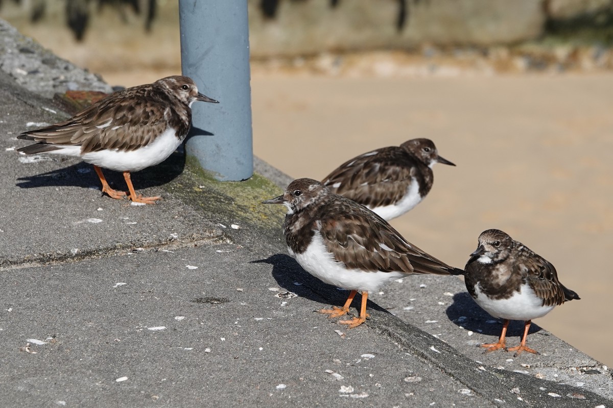 Ruddy Turnstone - ML631586511