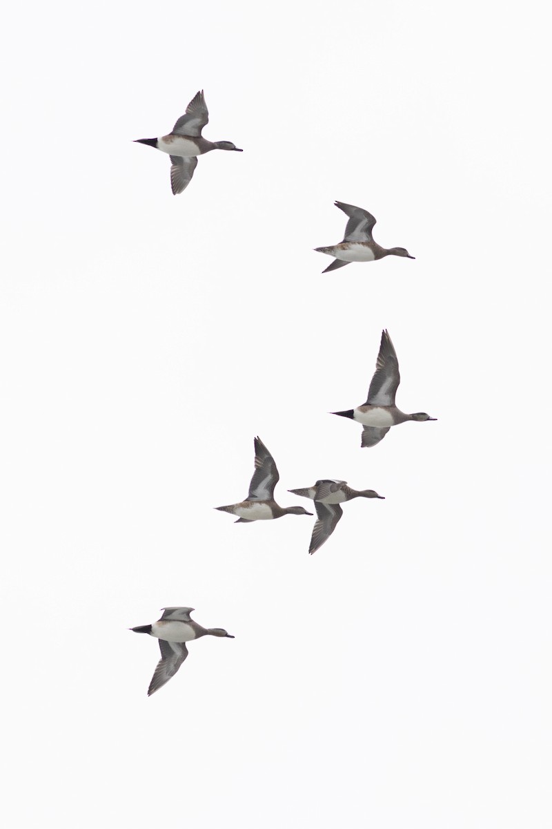 American Wigeon - ML631586528