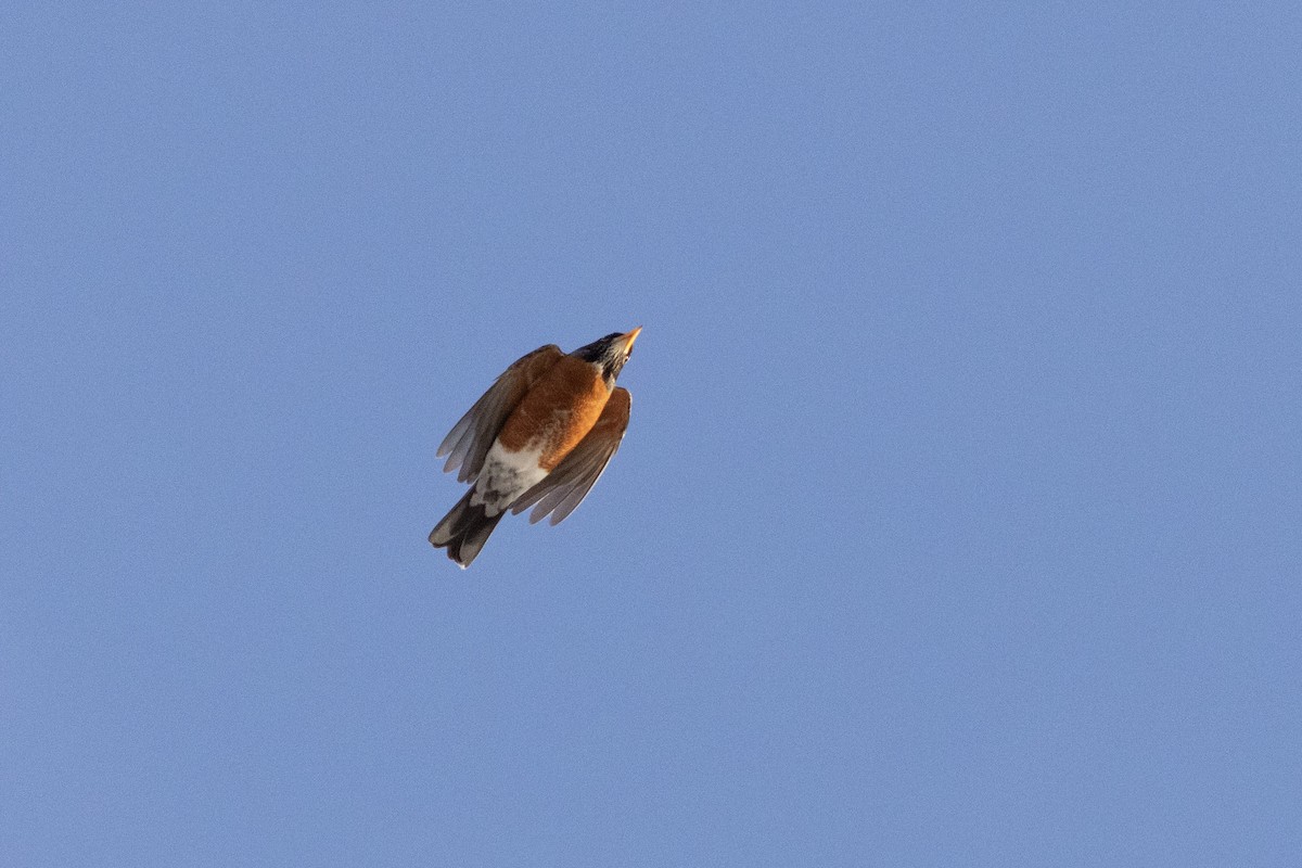 American Robin - ML631586569