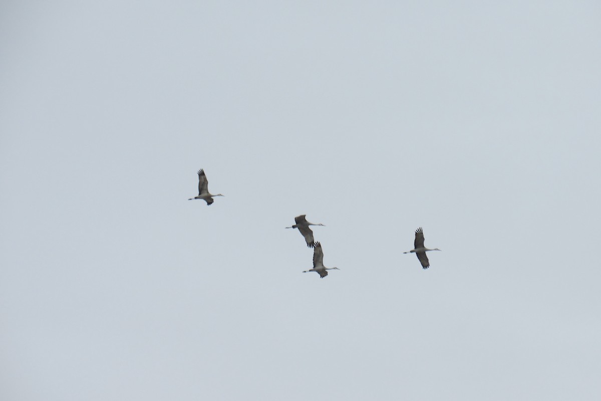 Sandhill Crane - ML631586632