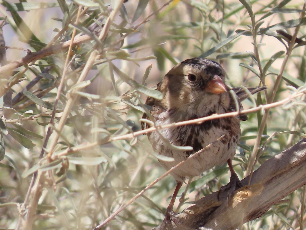 Harris's Sparrow - ML631586743
