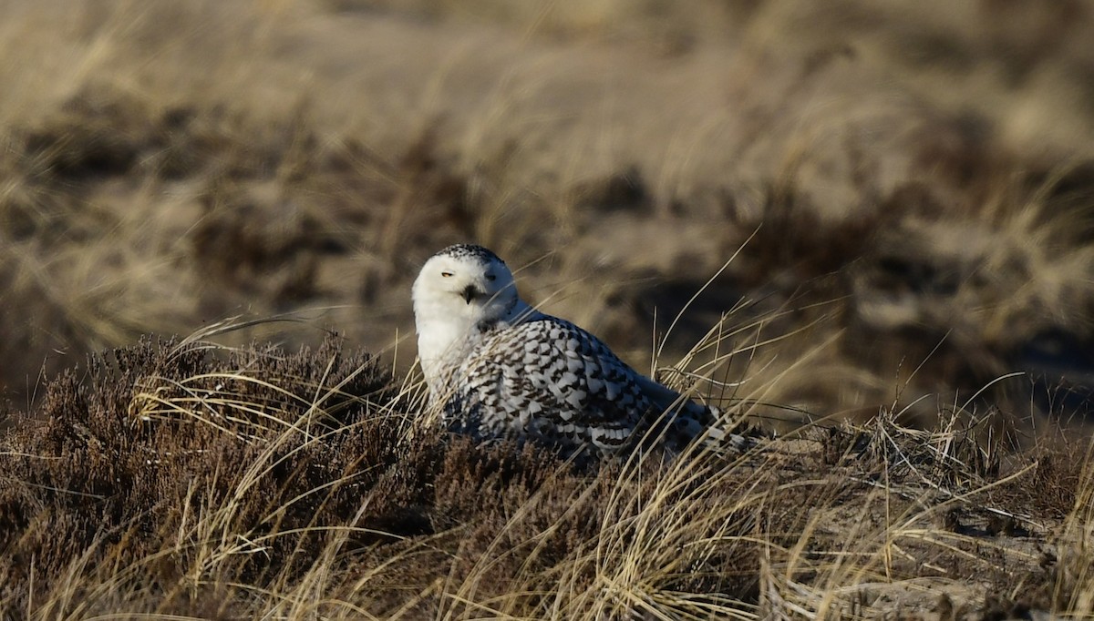 Snowy Owl - ML631586755