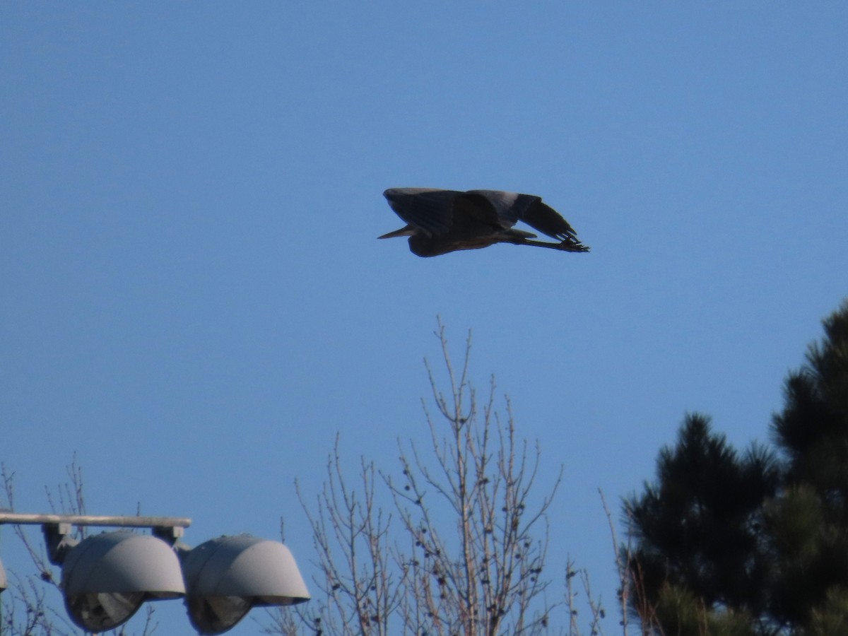 Great Blue Heron - ML631586855