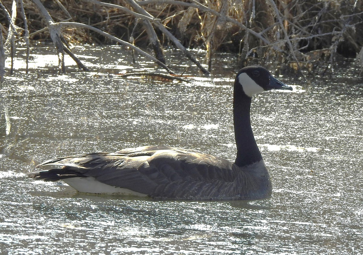 Branta kanadar handia - ML631587021
