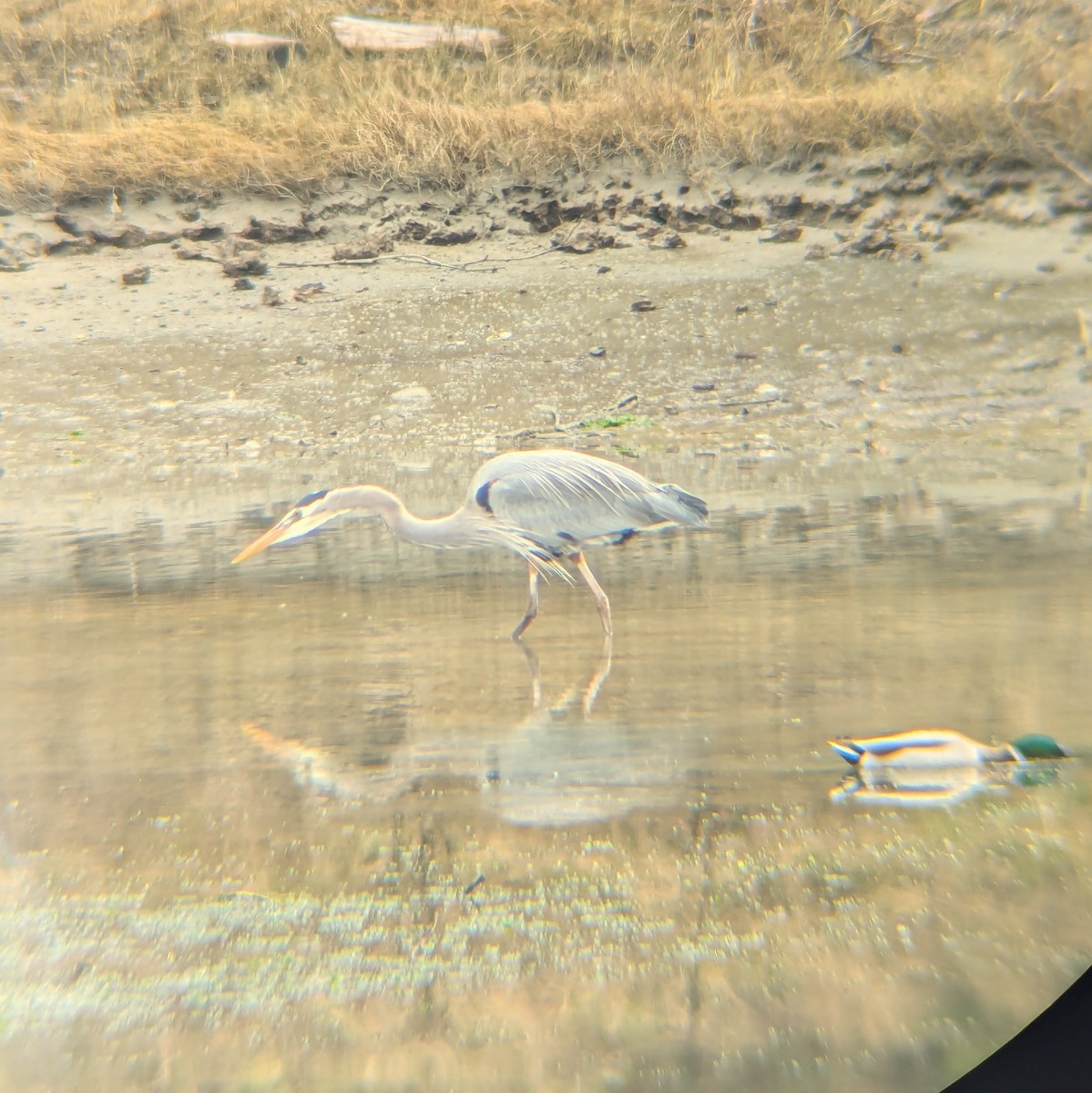 Great Blue Heron - ML631587250