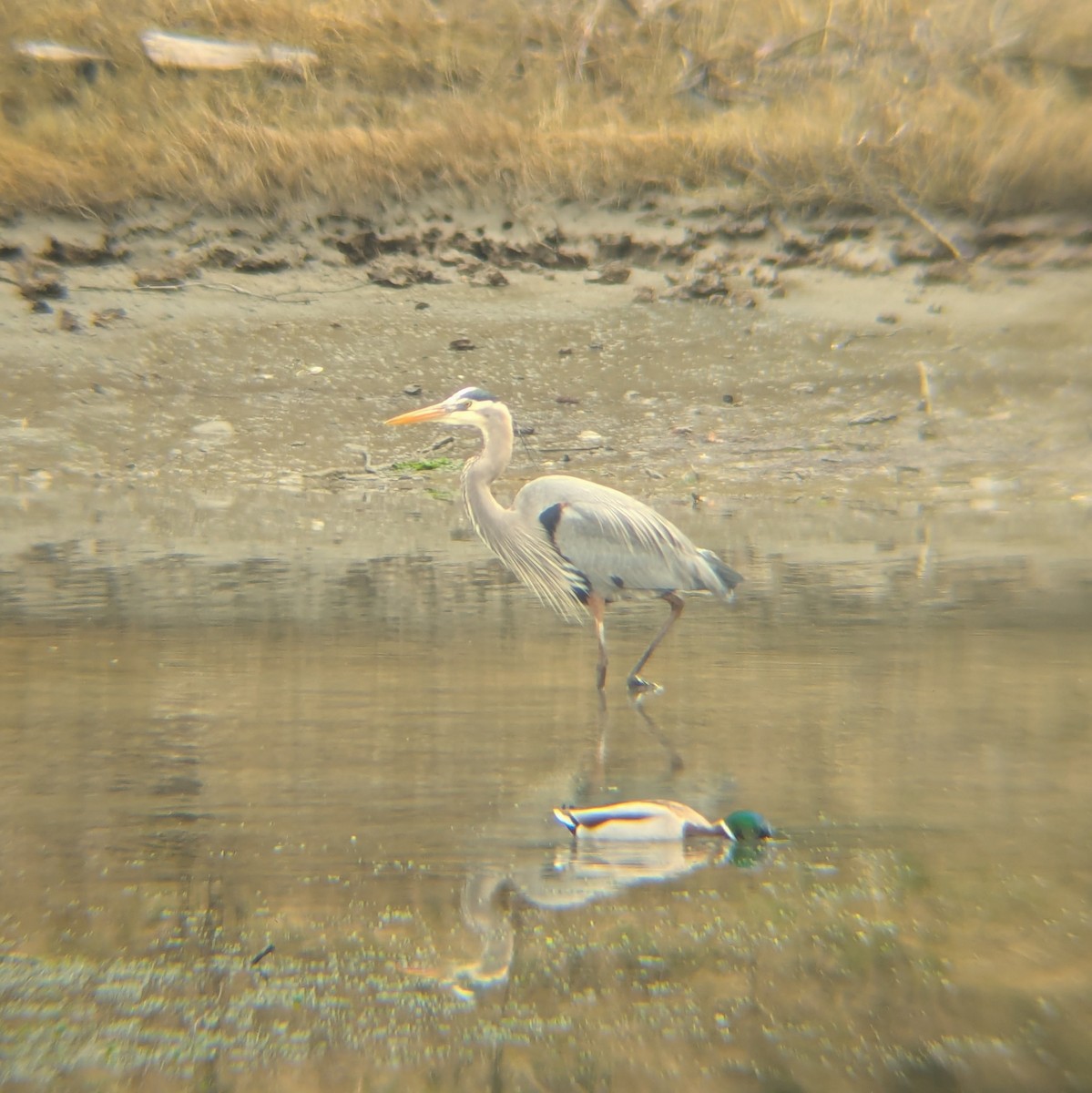Great Blue Heron - ML631587251