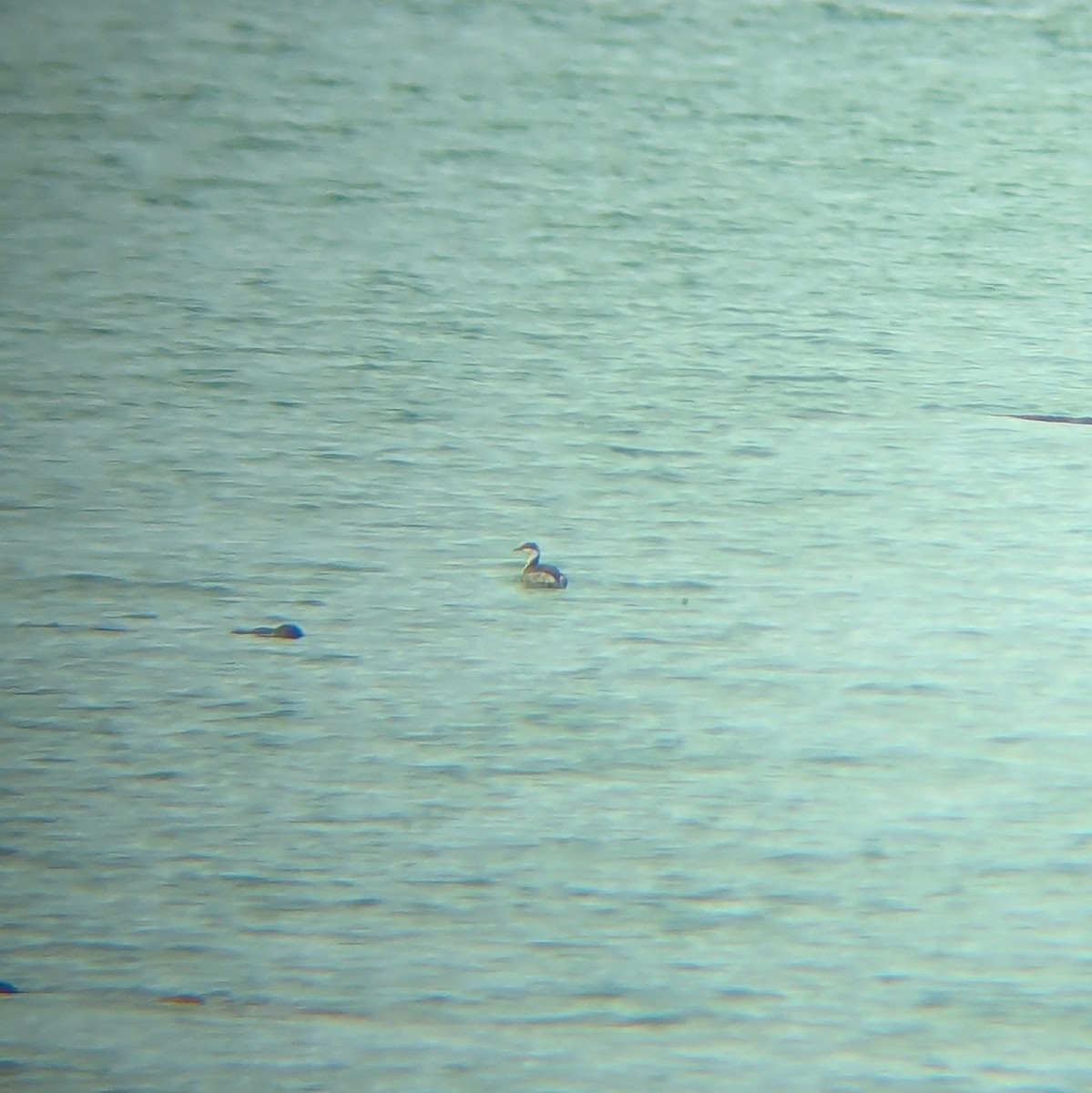 Horned Grebe - ML631587313