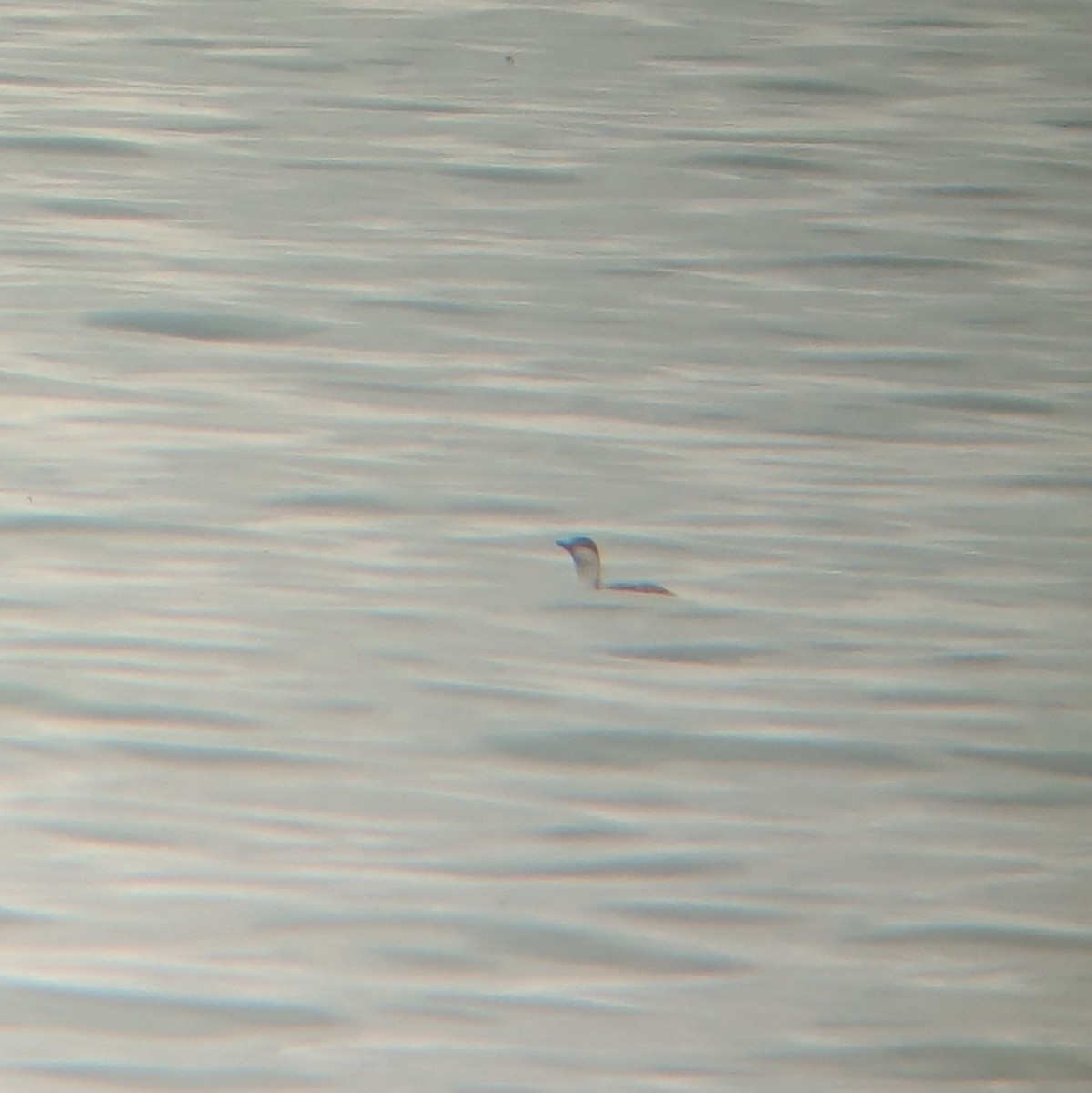 Red-throated Loon - ML631587472