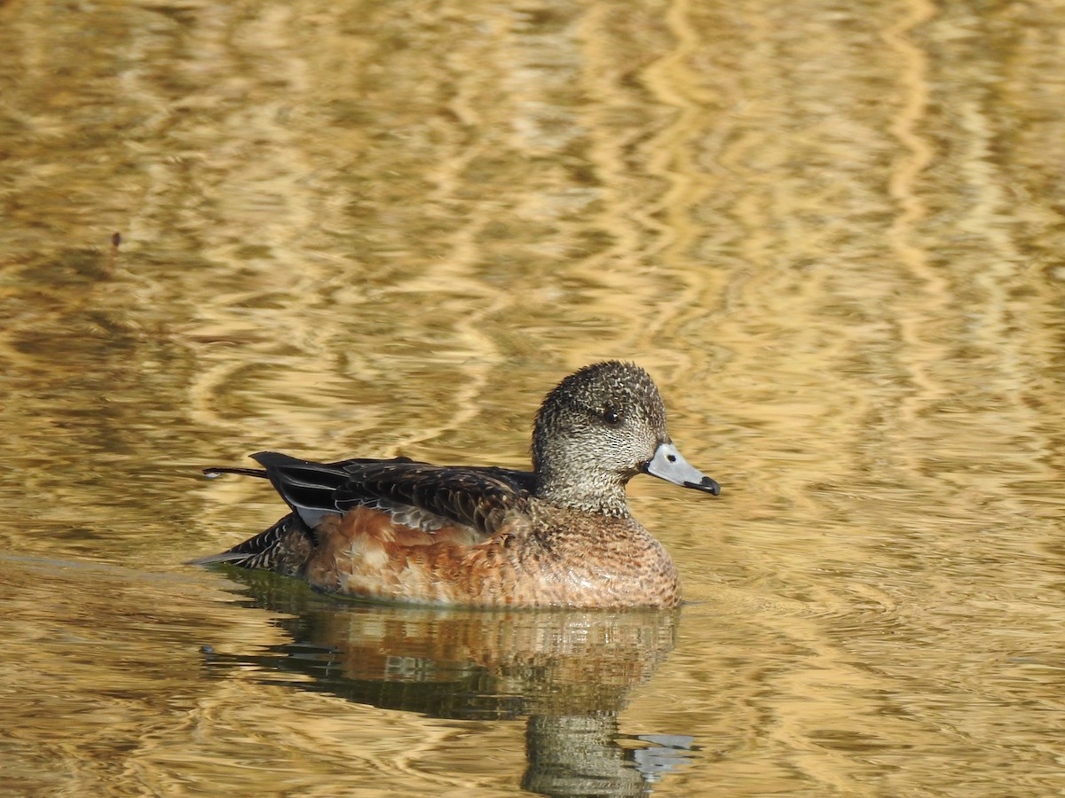 American Wigeon - ML631587500