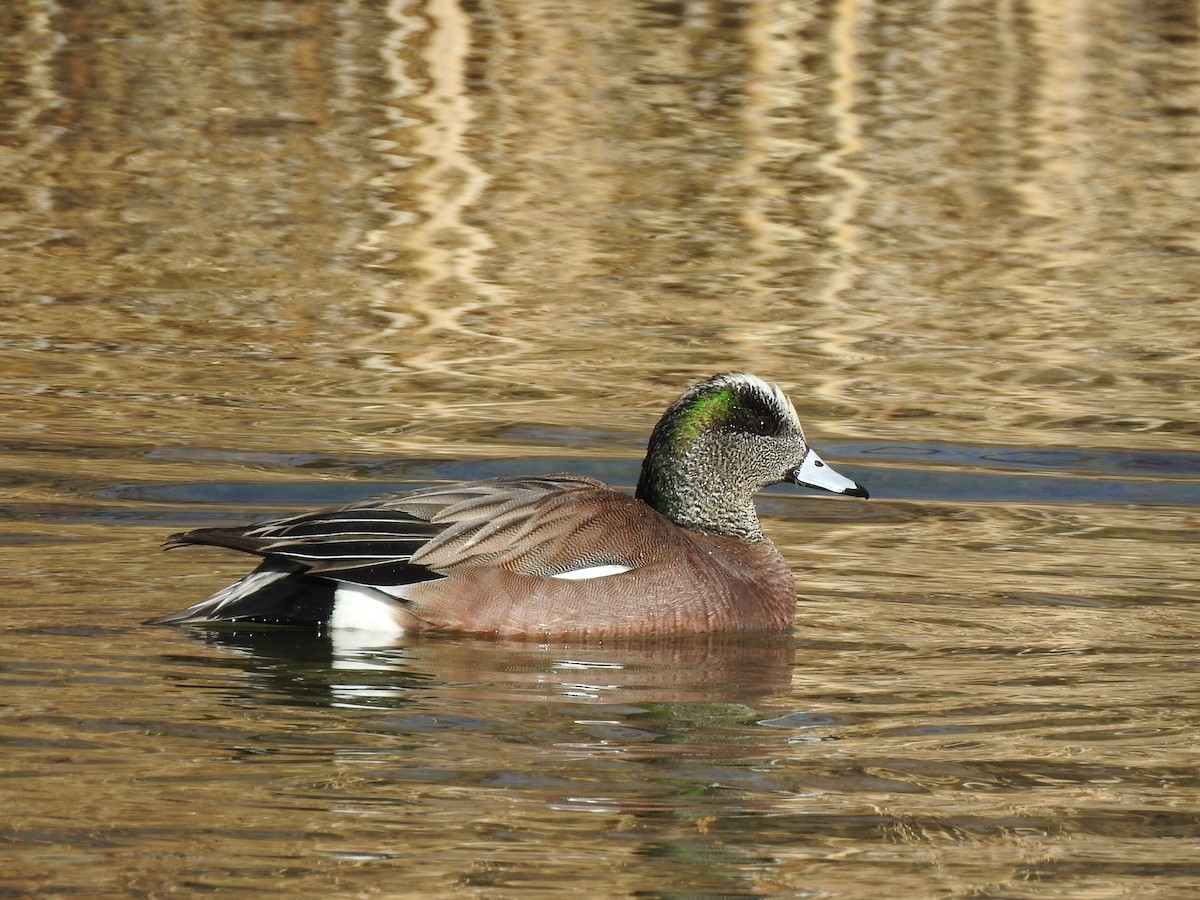 American Wigeon - ML631587507
