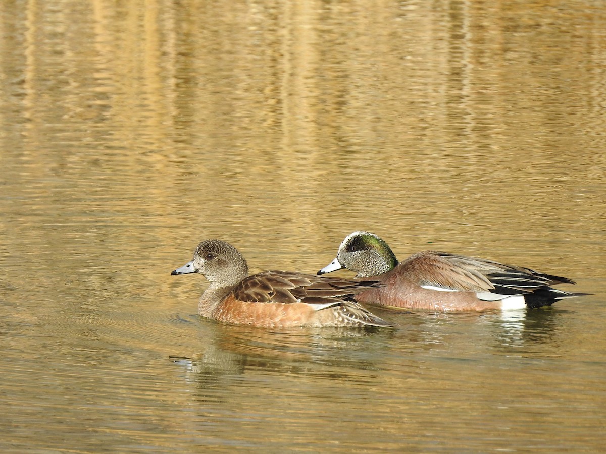 American Wigeon - ML631587518