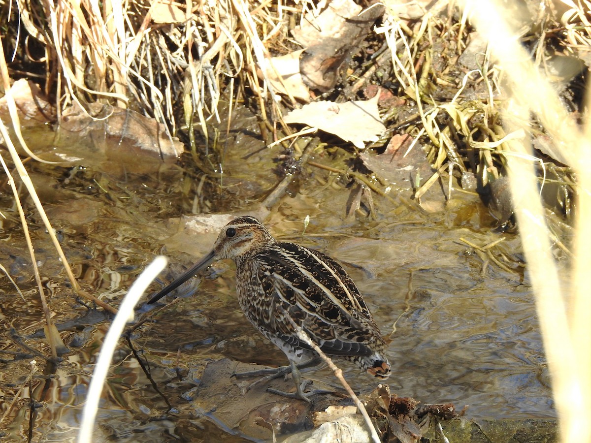 Wilson's Snipe - ML631587527