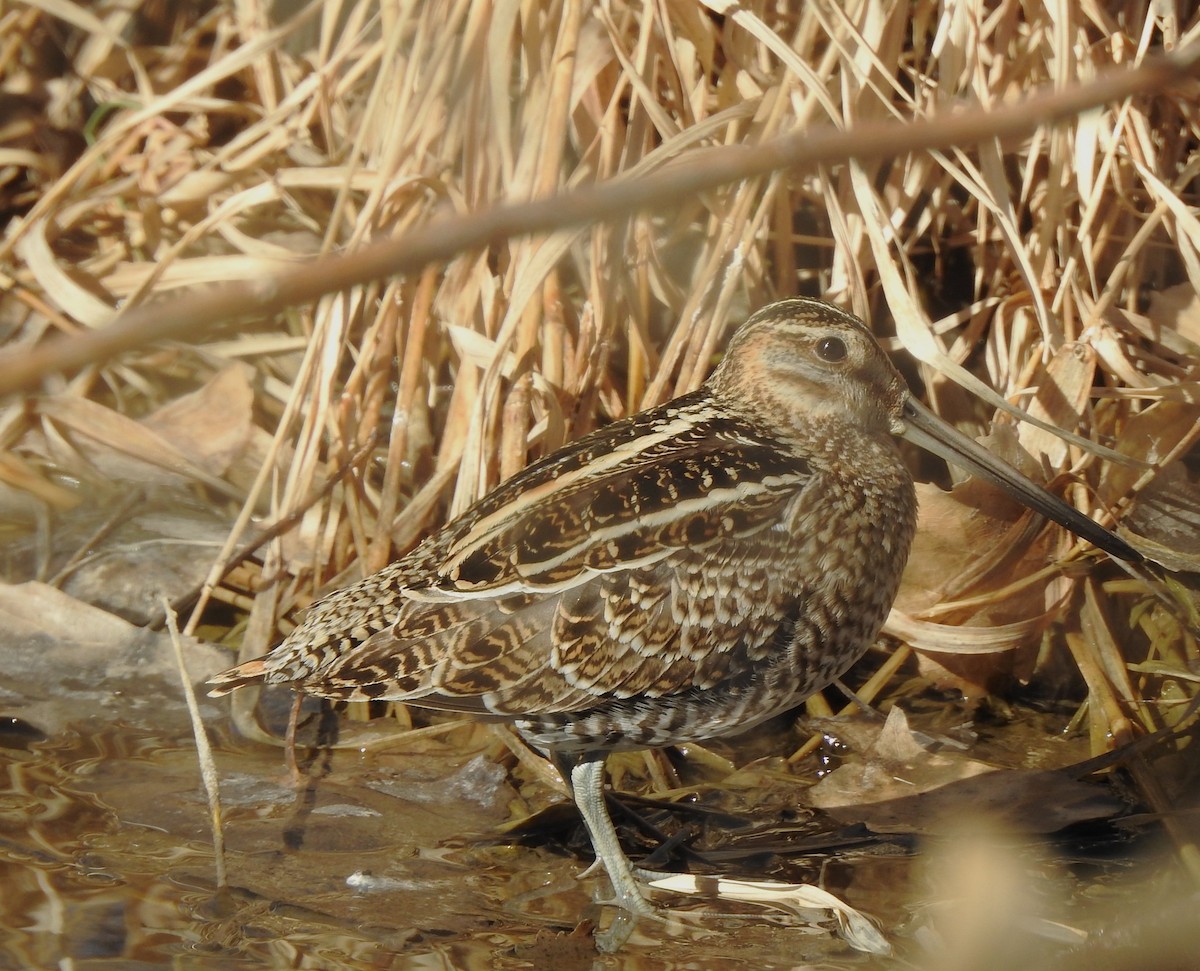 Wilson's Snipe - ML631587532