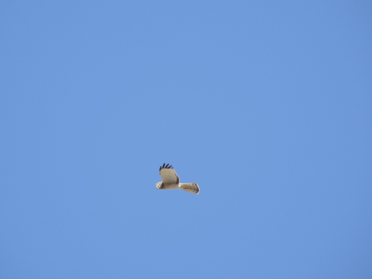 Northern Harrier - ML631587547