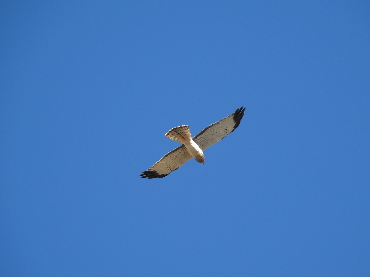 Northern Harrier - ML631587551