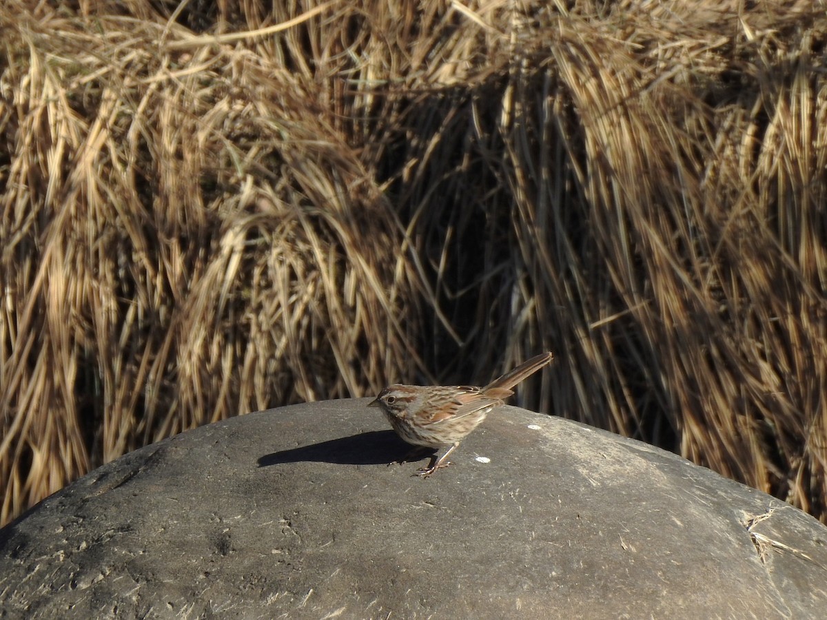 Song Sparrow - ML631587559