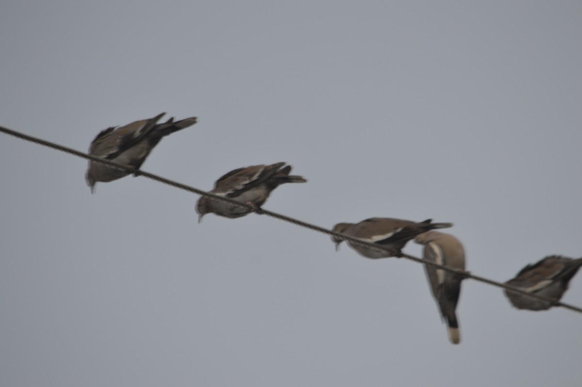 White-winged Dove - ML631587702