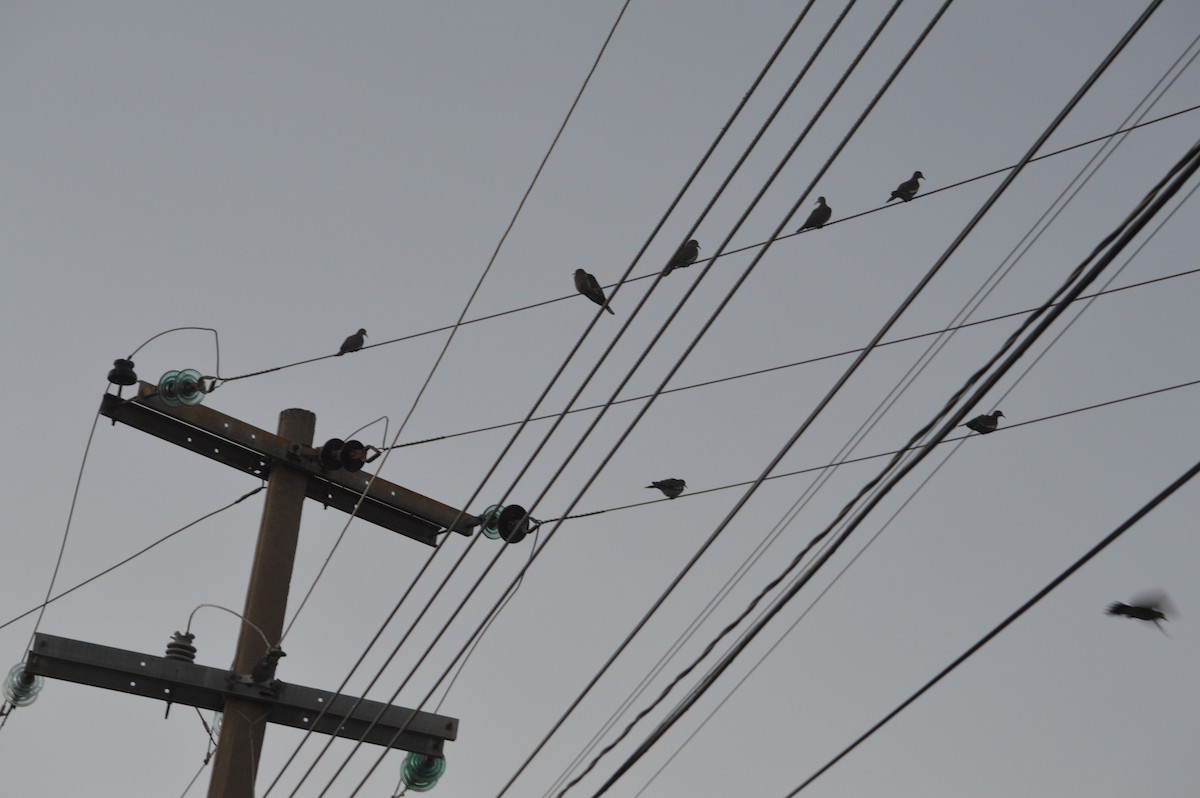 White-winged Dove - ML631587714