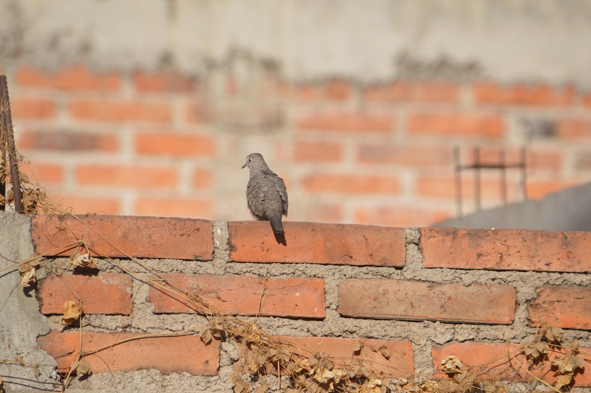 Inca Dove - ML631587782