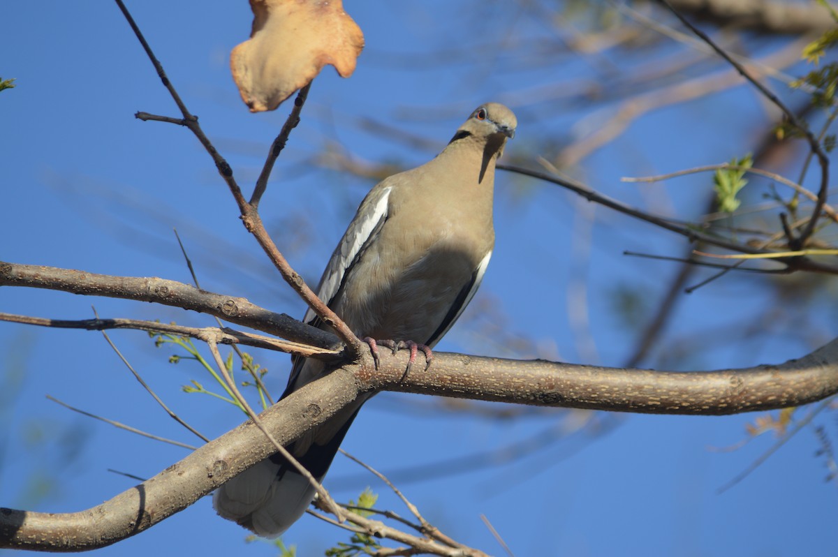 White-winged Dove - ML631587799