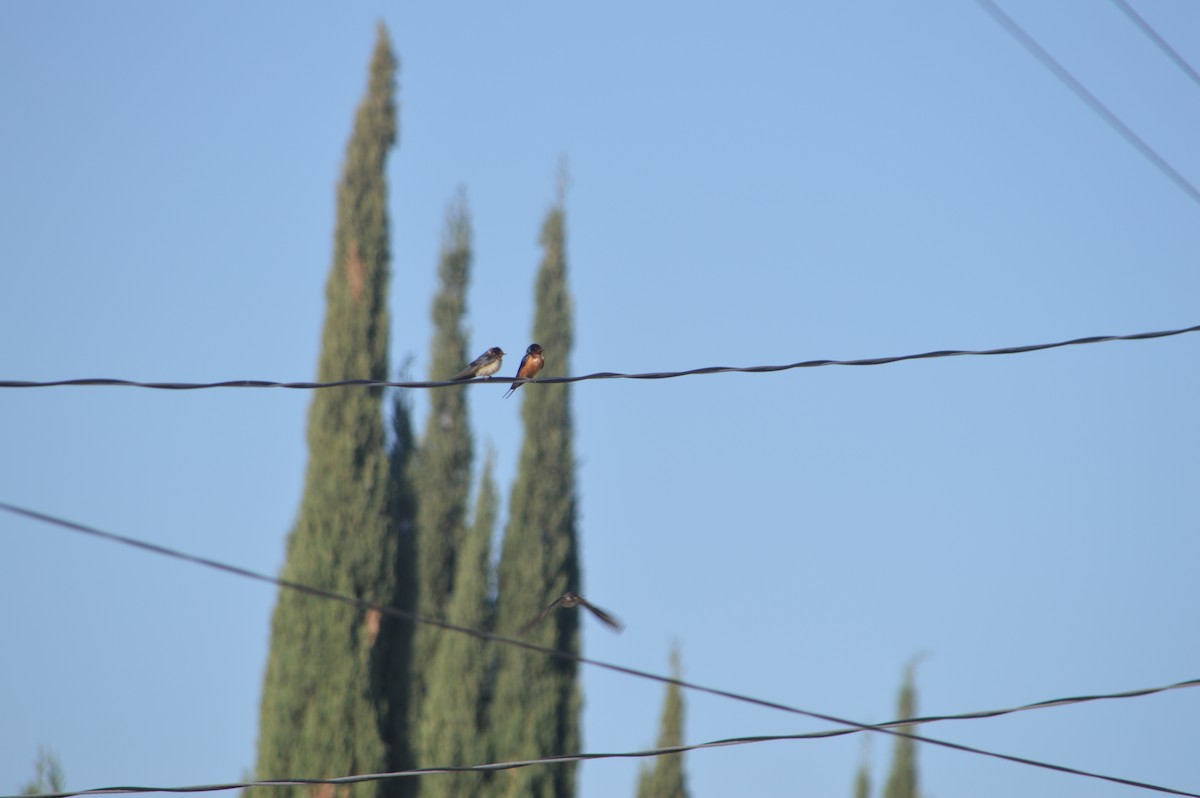 家燕 - ML631587815