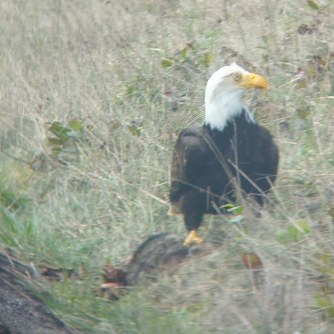 Bald Eagle - ML631587873