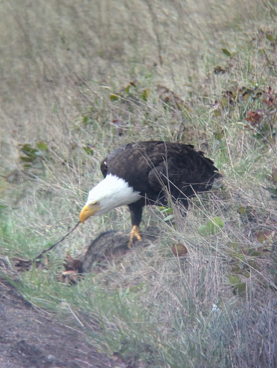 Bald Eagle - ML631587874