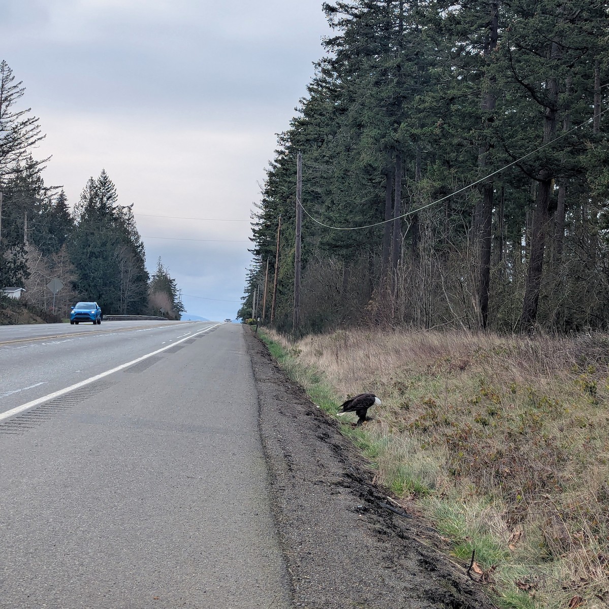 Bald Eagle - ML631587875