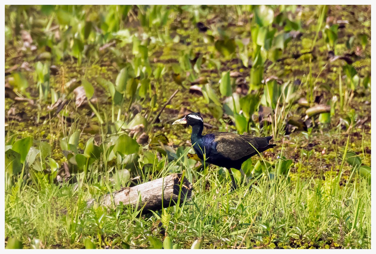 Bronze-winged Jacana - ML631587945