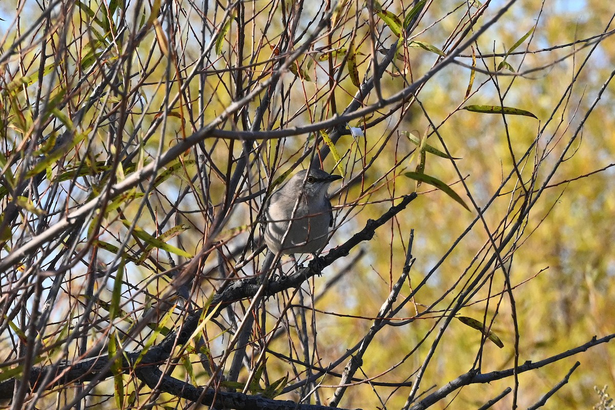 Northern Mockingbird - ML631587959