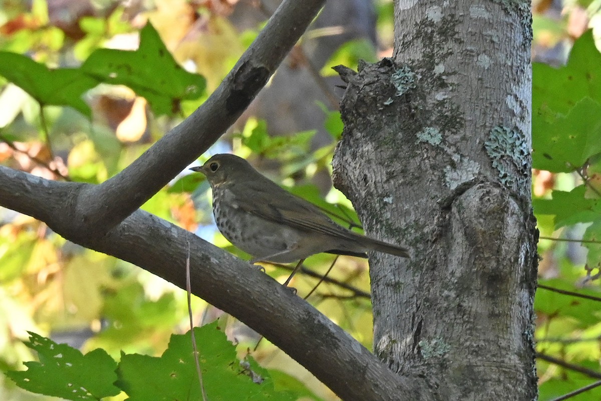 Swainson's Thrush - ML631587967