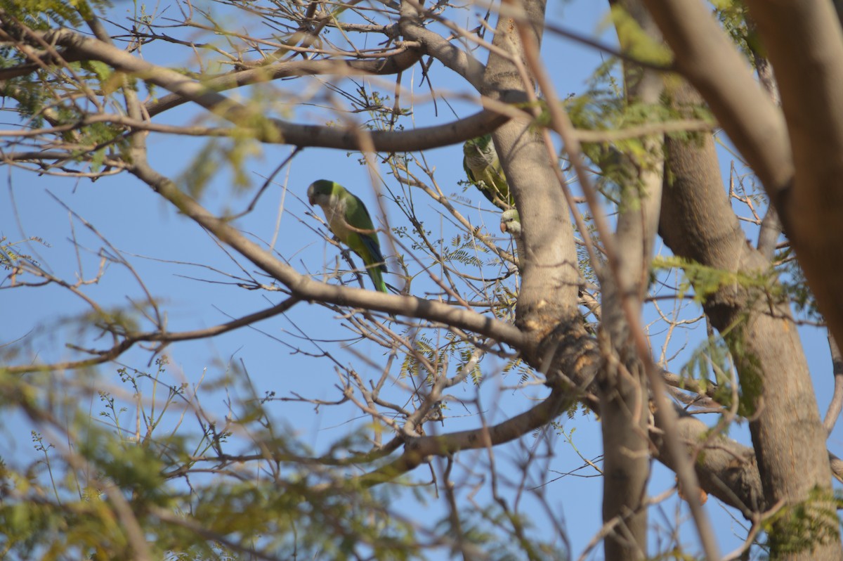 和尚鸚鵡 - ML631587992