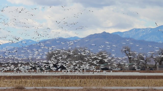 Snow Goose - ML631588067