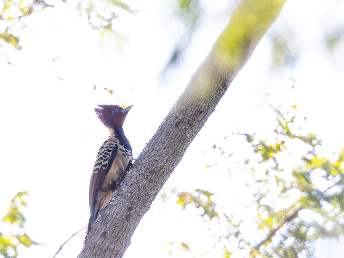 Kaempfer's Woodpecker - ML631588348