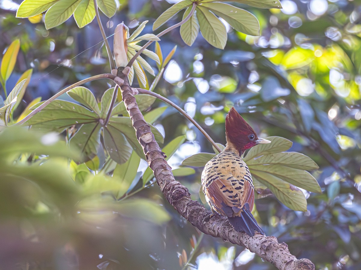Kaempfer's Woodpecker - ML631588350