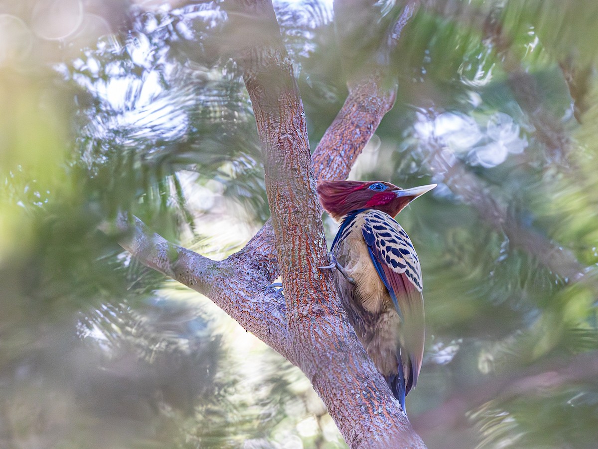 Kaempfer's Woodpecker - ML631588352