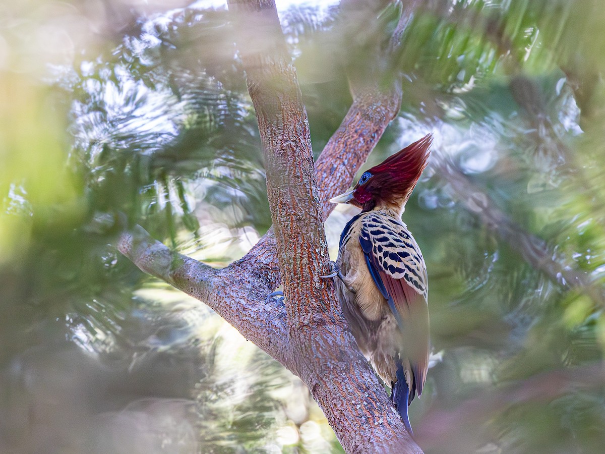 Kaempfer's Woodpecker - ML631588353