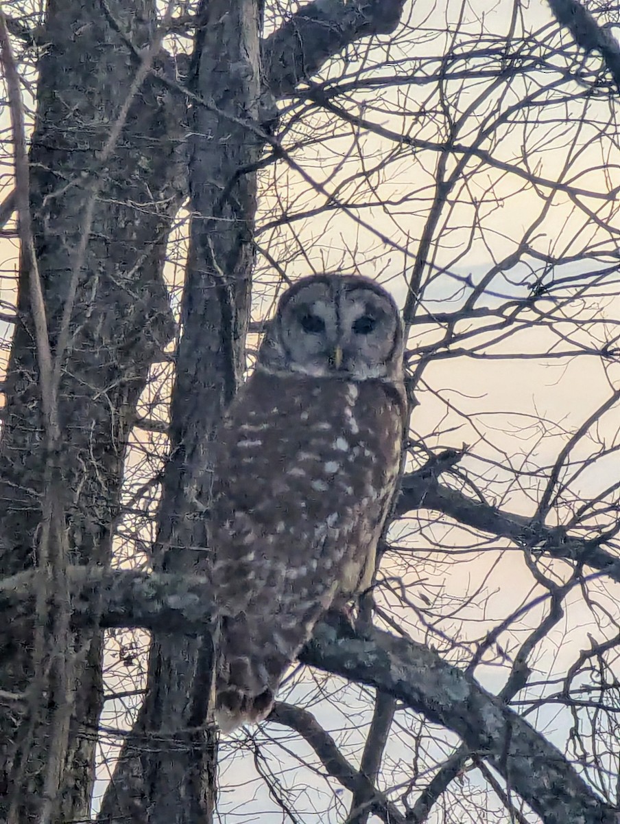 Barred Owl - ML631588542