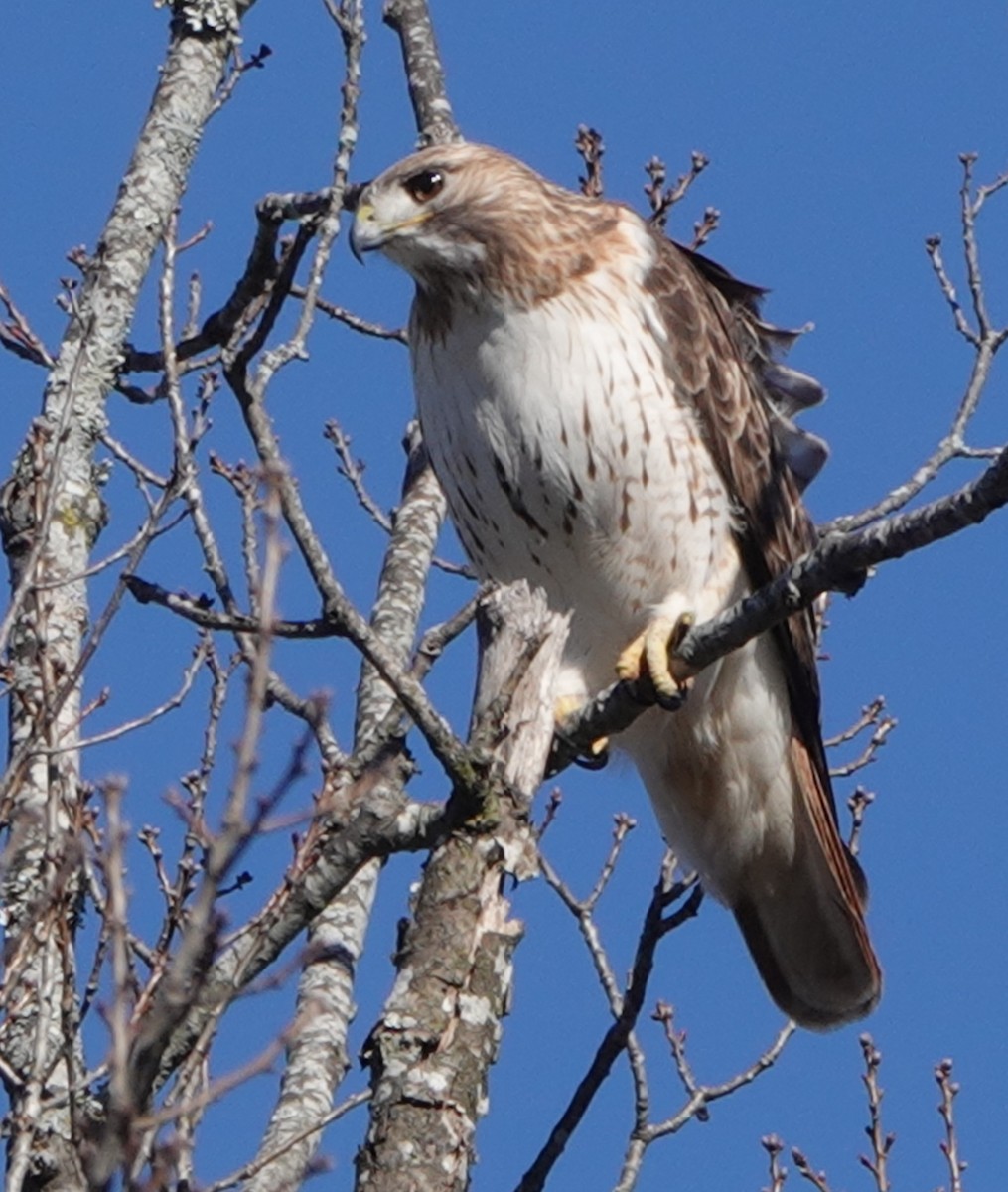 Red-tailed Hawk - ML631588563