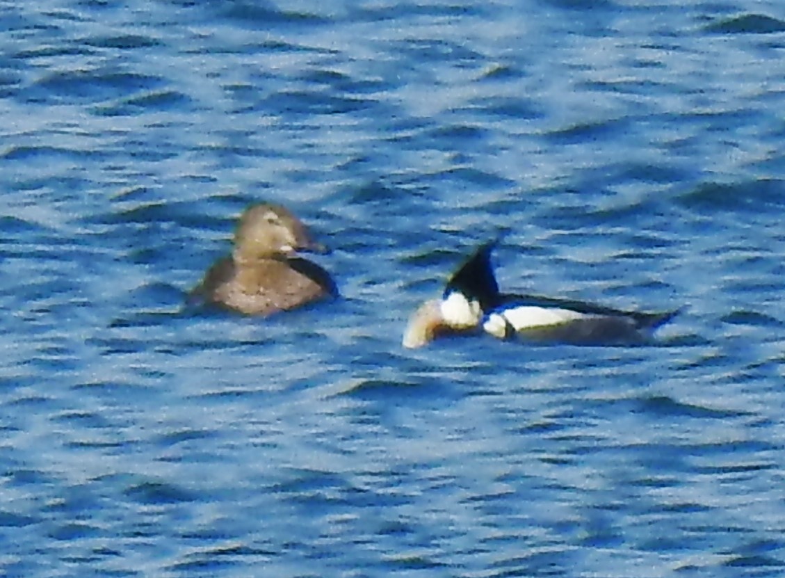 King Eider - ML631588613