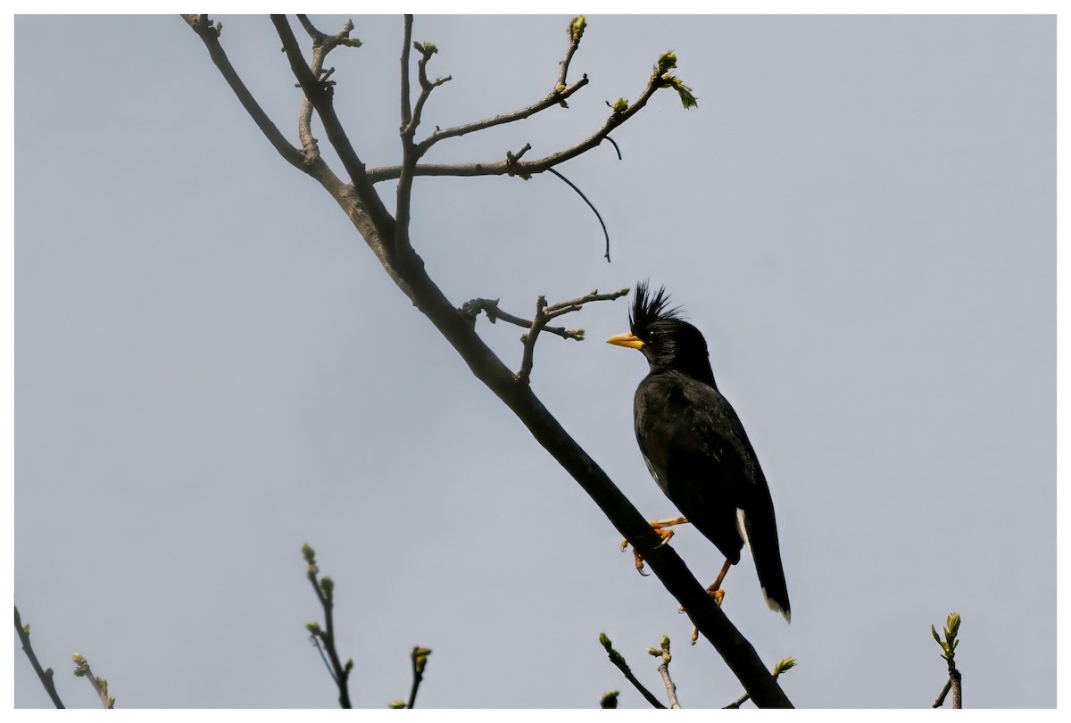 Great Myna - ML631588713
