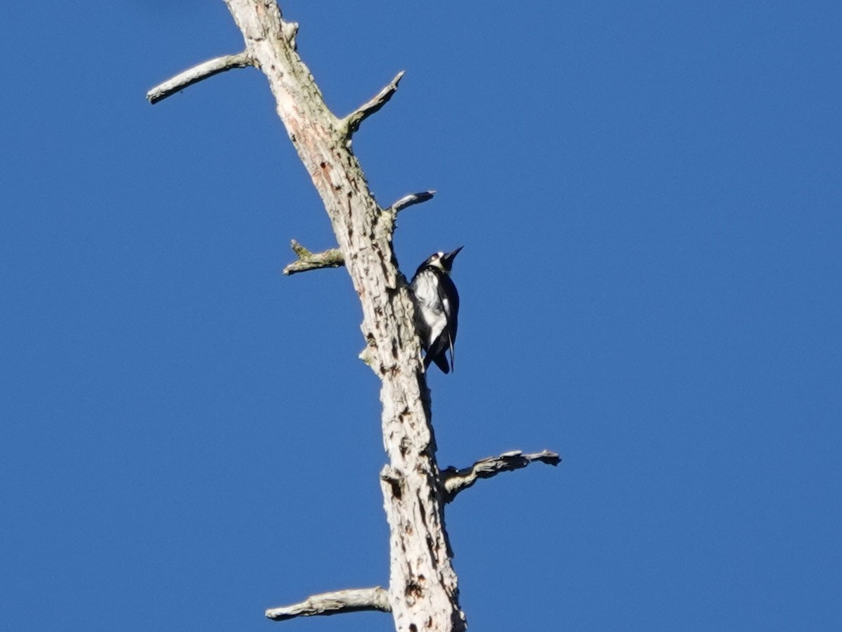 Acorn Woodpecker - ML631588728