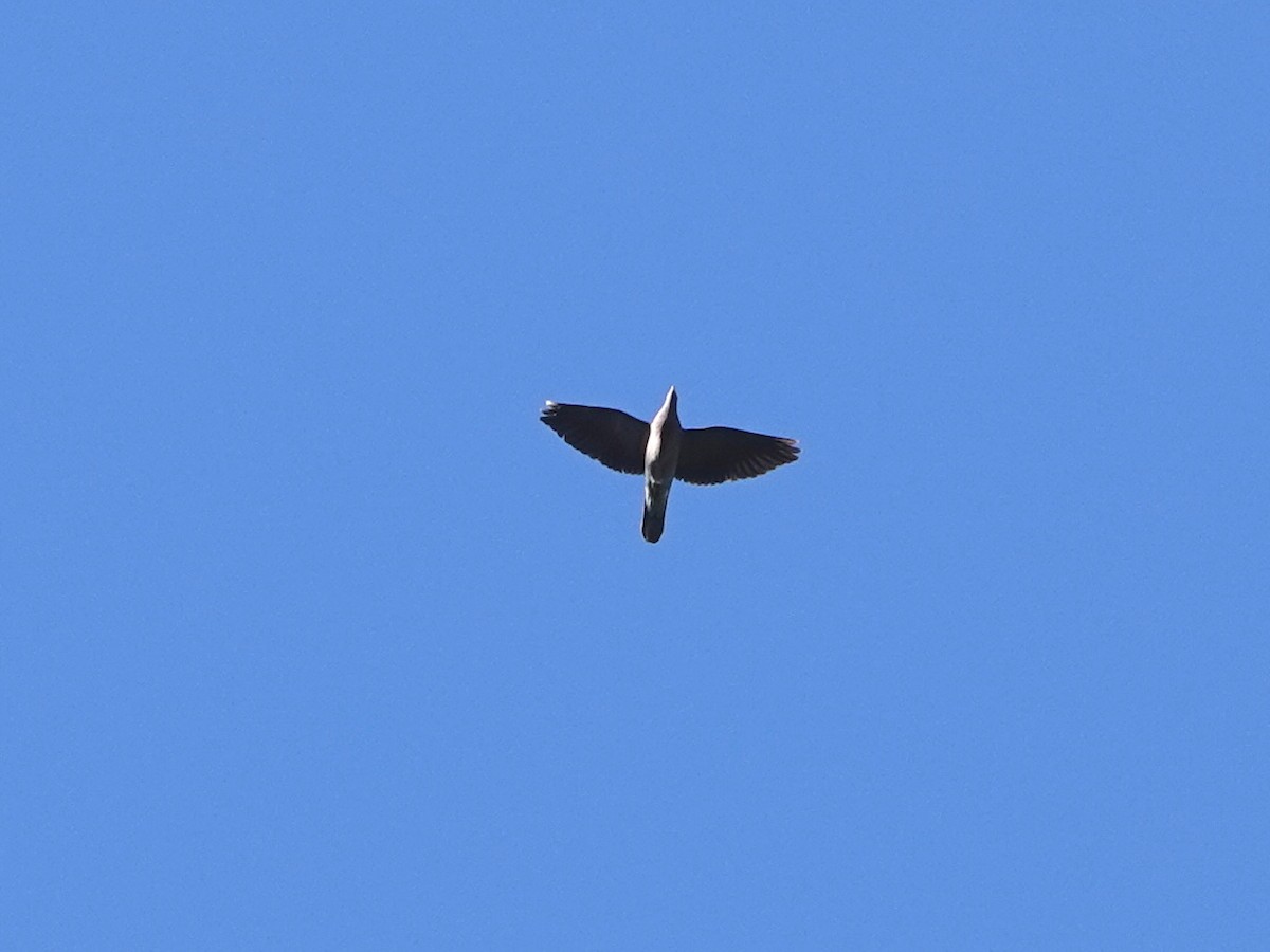 Band-tailed Pigeon - ML631588737