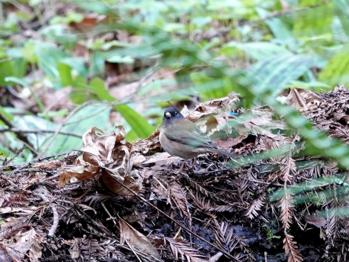 Dark-eyed Junco - ML631588741