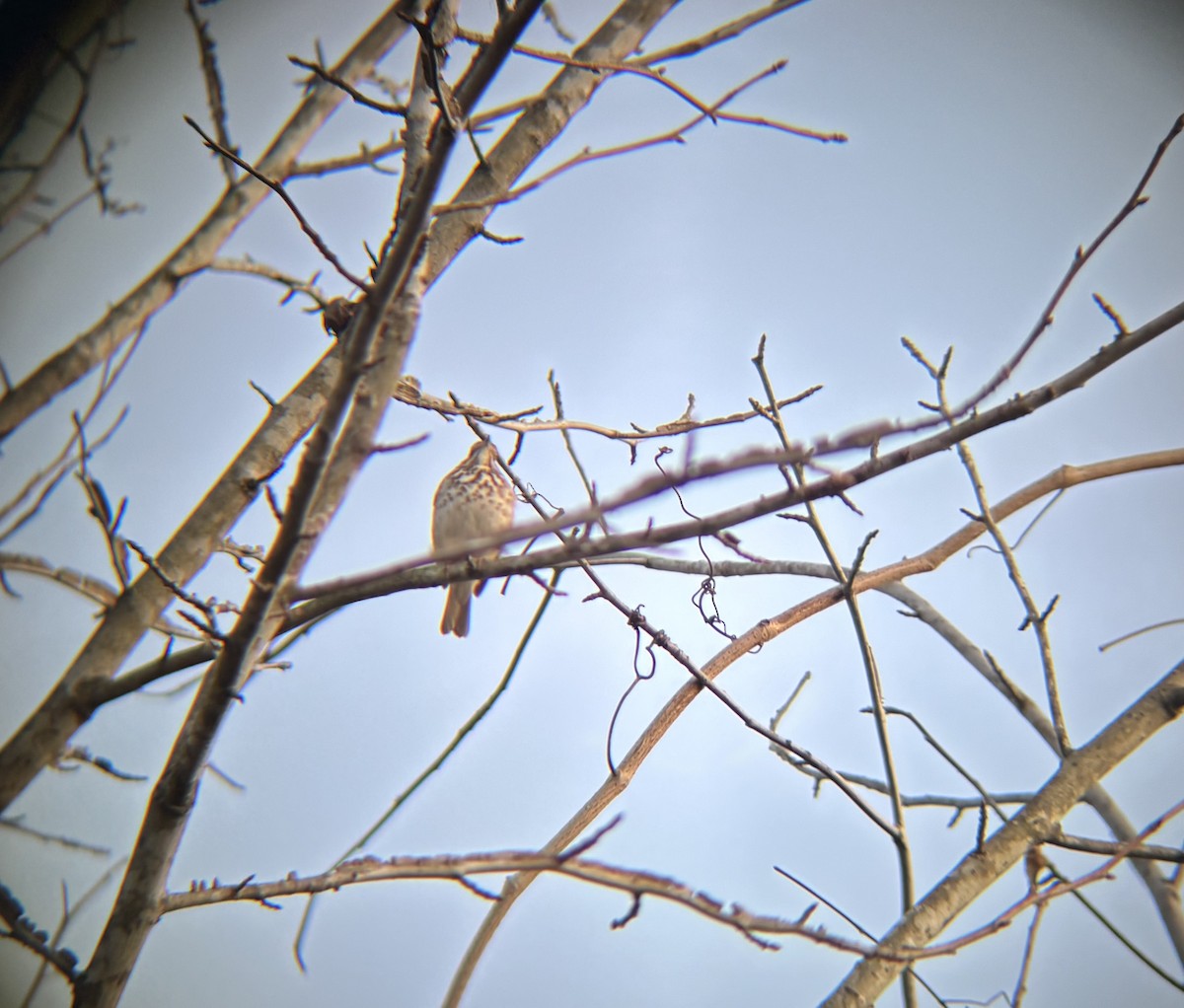 Hermit Thrush - ML631588944