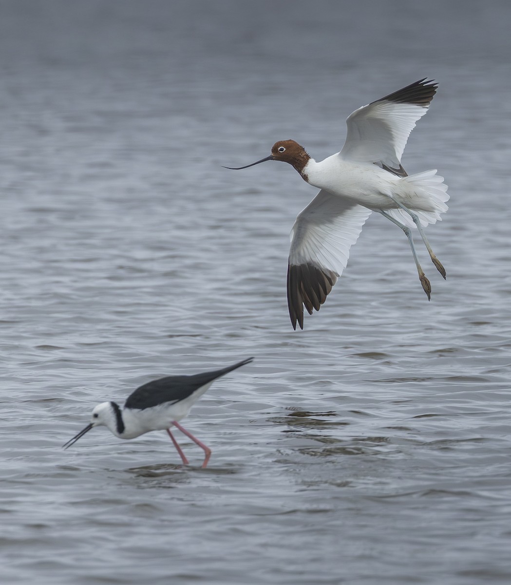 Red-necked Avocet - ML631589176