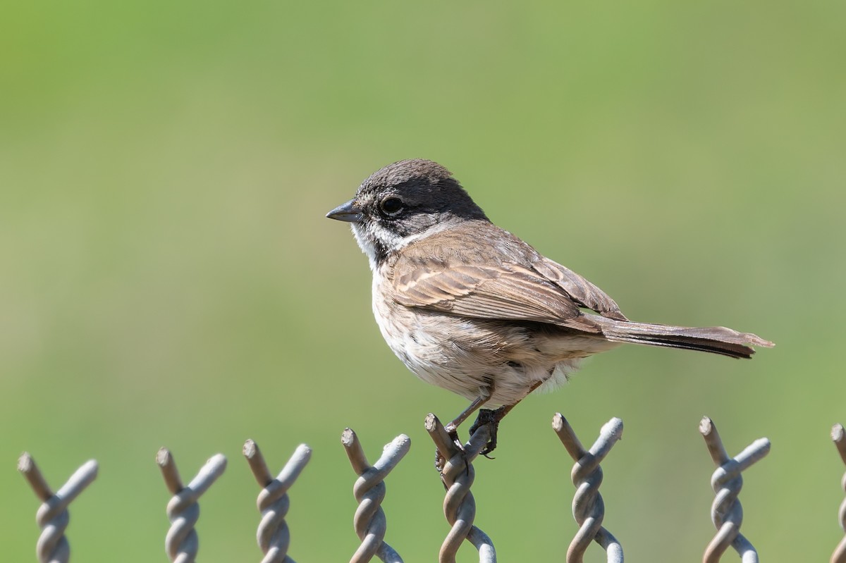 Bell's Sparrow - ML631589177