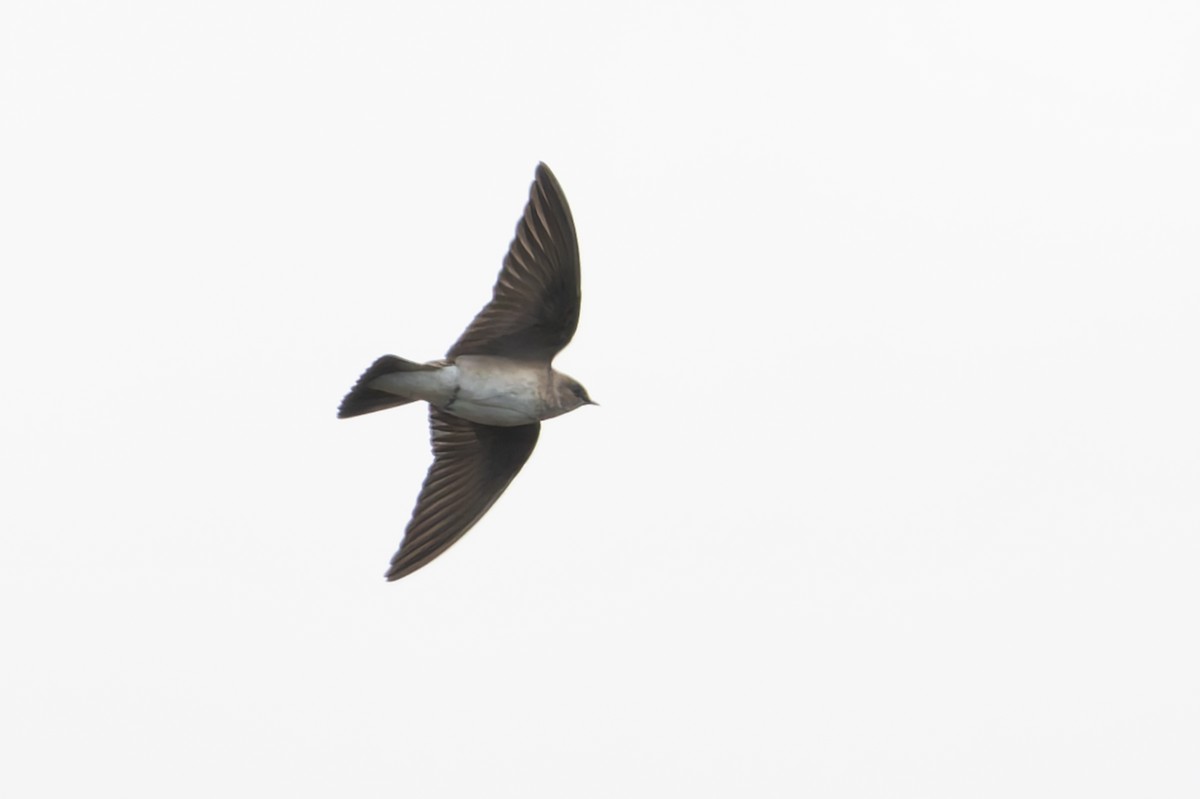 Northern Rough-winged Swallow - ML631589191