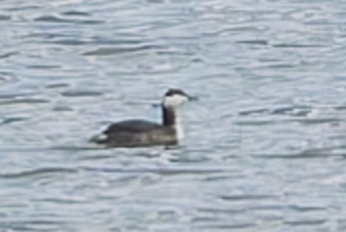 Horned Grebe - ML631589200